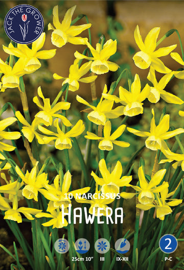 Narcissus Hawera Jack the Grower