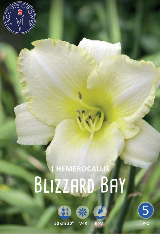 Hemerocallis Blizzard Bay