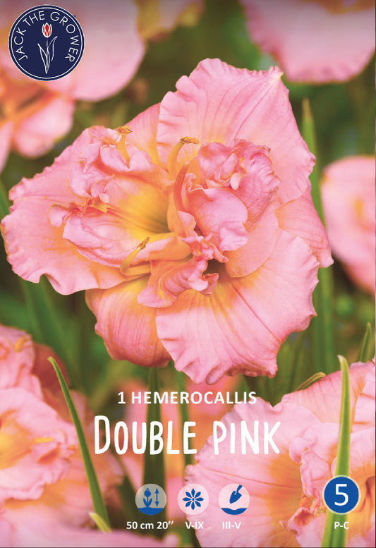 Hemerocallis Double Pink