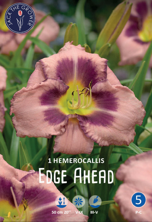 Hemerocallis Edge Ahead