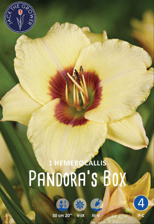 Hemerocallis Pandora's Box