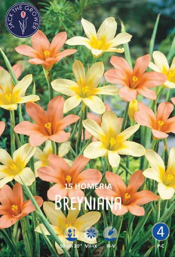 Homeria (syn. Morea) Breyniana