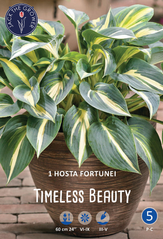 Hosta Timeless Beauty