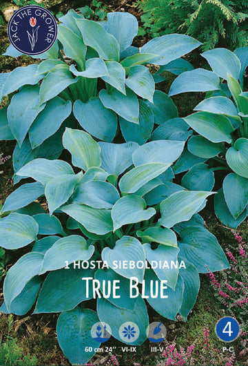 Hosta Sieboldiana True Blue