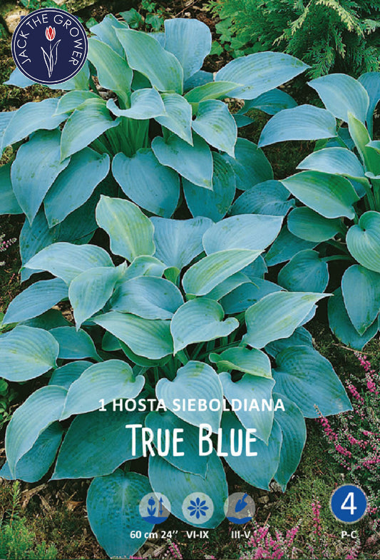 Hosta Sieboldiana True Blue