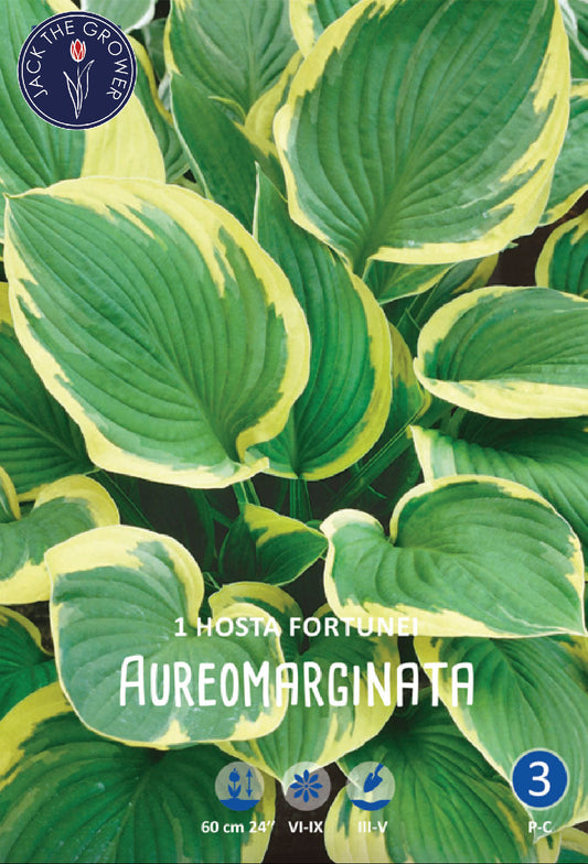 Hosta Fortunei Aureomarginata