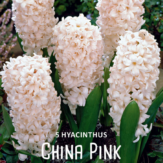 Hyacinthus China Pink Jack the Grower
