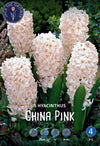 Hyacinthus China Pink Jack the Grower