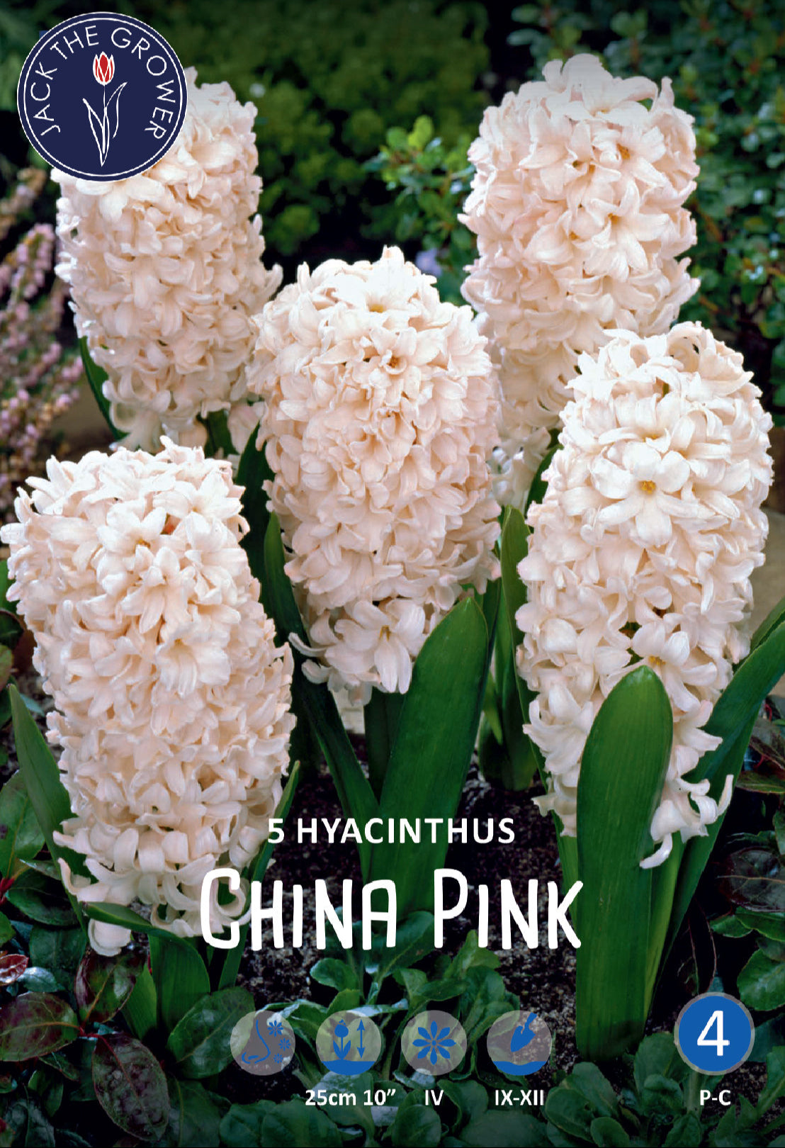 Hyacinthus China Pink Jack the Grower