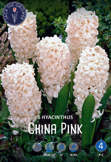Hyacinthus China Pink Jack the Grower