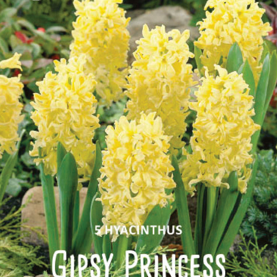 Hyacinthus Gipsy Princess Jack the Grower
