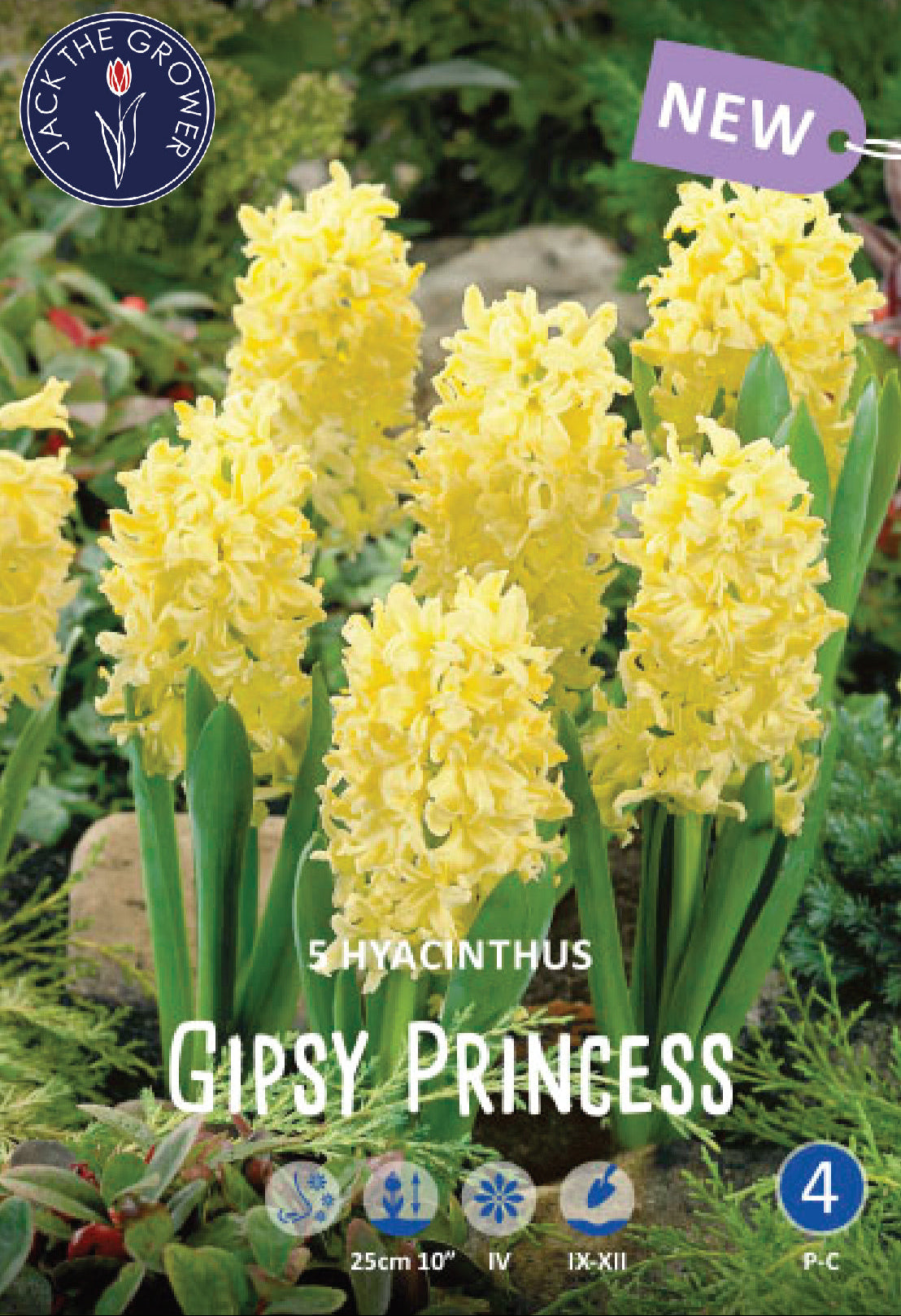 Hyacinthus Gipsy Princess Jack the Grower