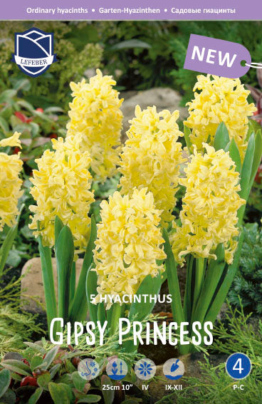 Hyacinthus Gipsy Princess