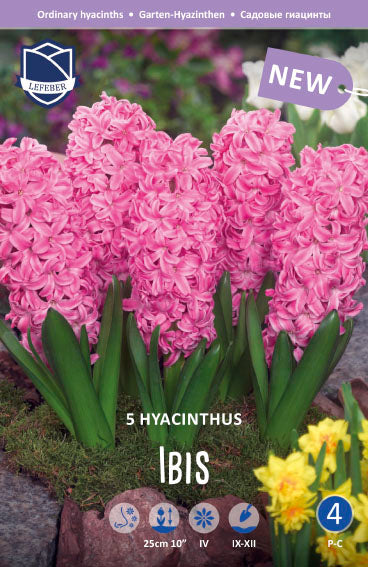 Hyacinthus Ibis