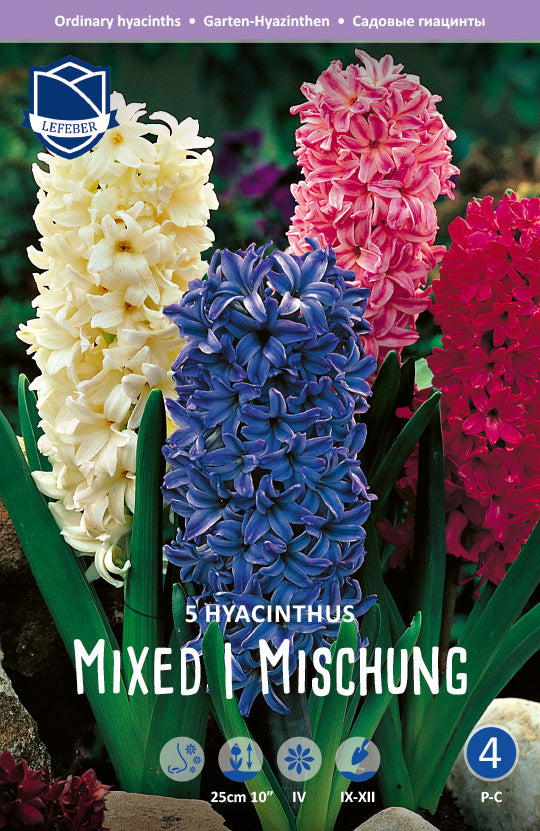 Hyacinthus Mixed Jack the Grower