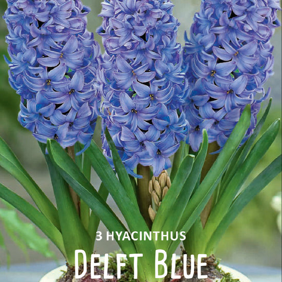 Hyacinthus Delft Blue Jack the Grower