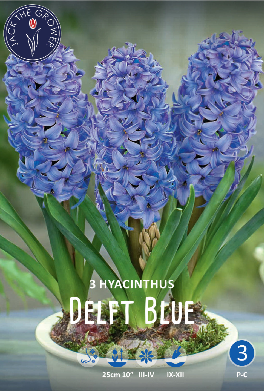 Hyacinthus Delft Blue Jack the Grower