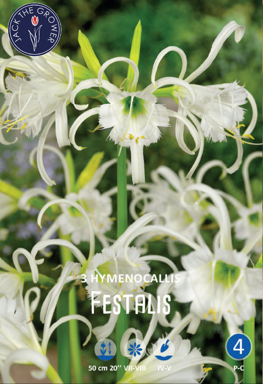 Hymenocallis (syn. Ismene) Festalis