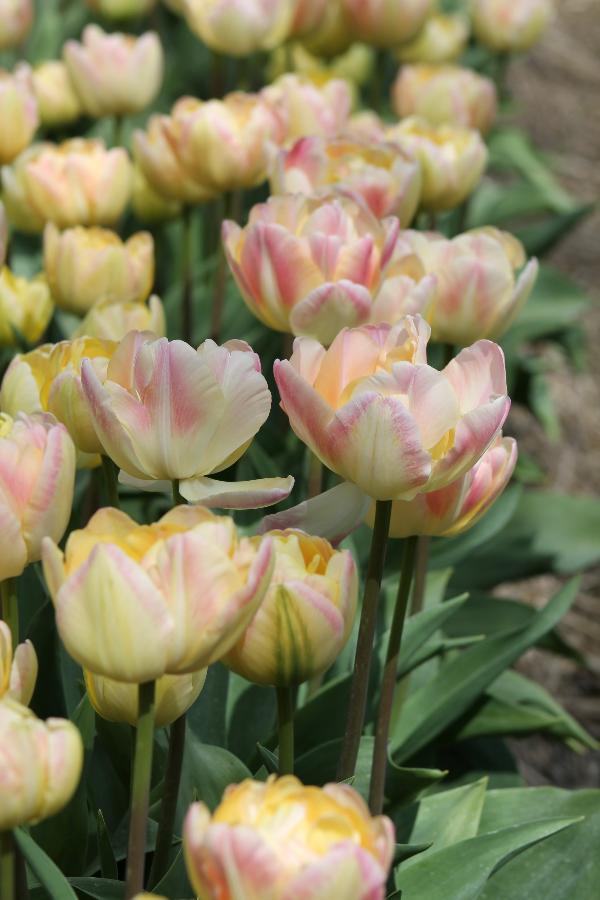 Tulipa Crème Upstar