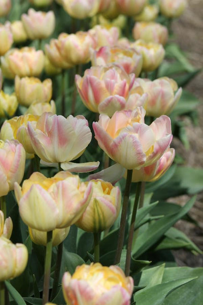 Tulip Creme Upstar Jack the Grower