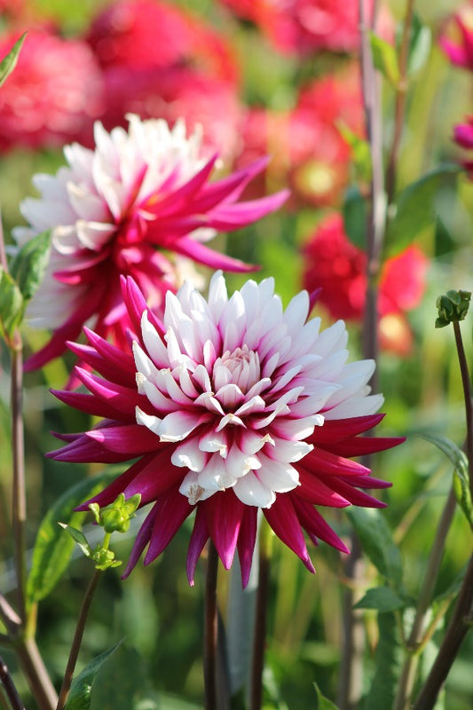 Dahlia Rebecca's World Jack the Grower