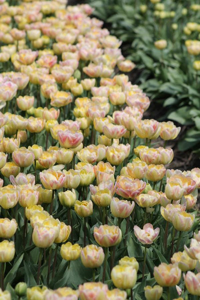 Tulip Creme Upstar Jack the Grower