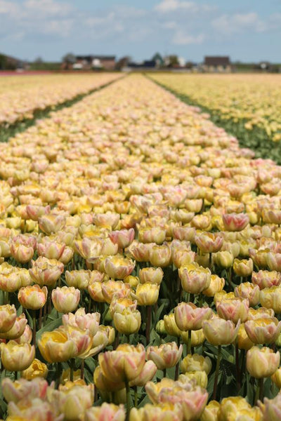 Tulip Creme Upstar Jack the Grower