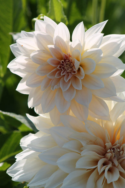 Dahlie Cafe au Lait Jack the Grower