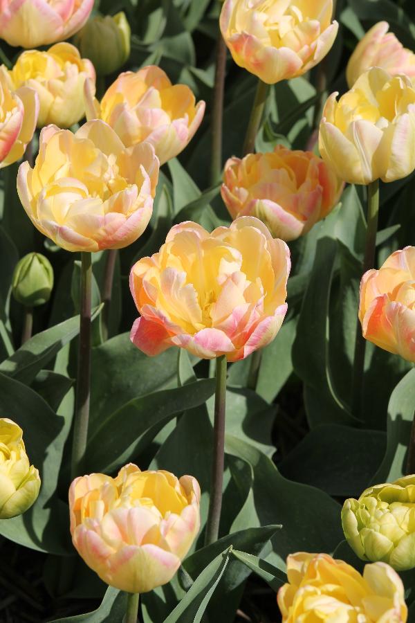 Tulip Creme Upstar Jack the Grower