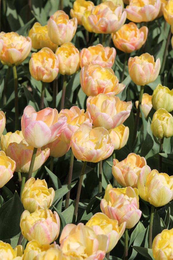 Tulip Creme Upstar Jack the Grower