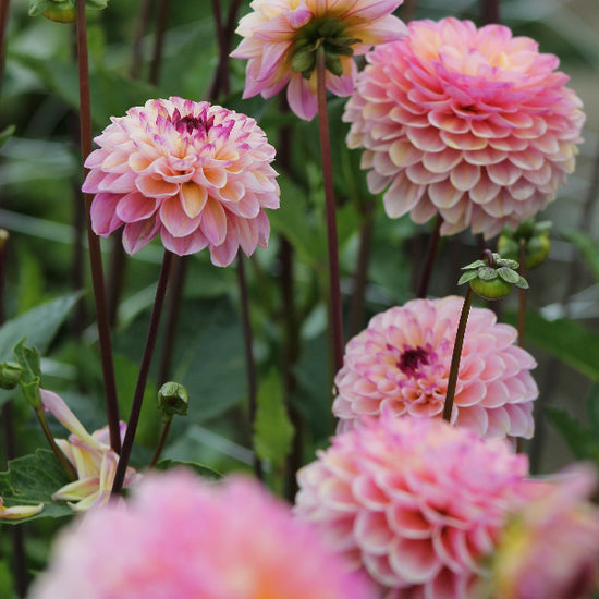 Dahlia Wine Eyed Jill Jack the Grower