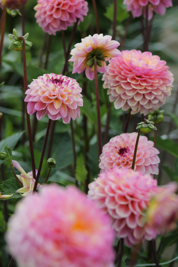 Dahlia Wine Eyed Jill Jack the Grower