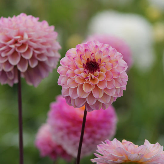 Dahlia Wine Eyed Jill Jack the Grower