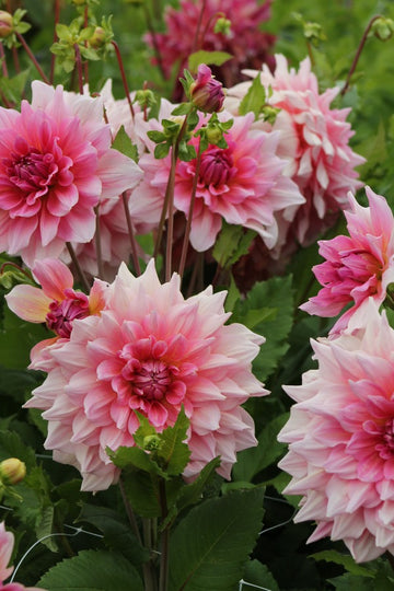 Dahlia Otto's Thrill Jack the Grower