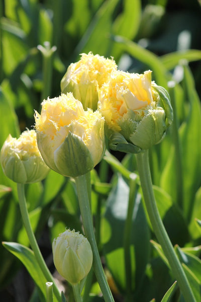 Tulipa Zitronensprosse Jack the Grower