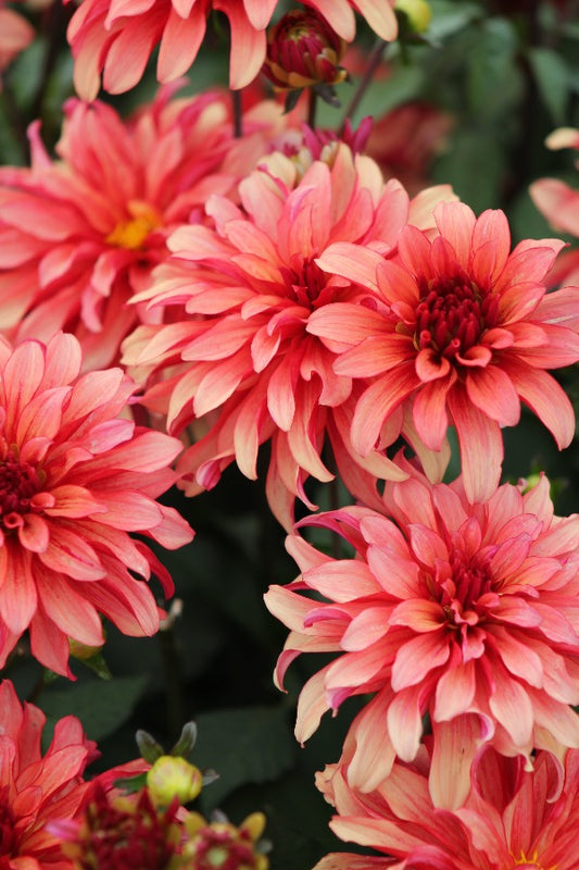 Dahlia Art Deco Jack the Grower