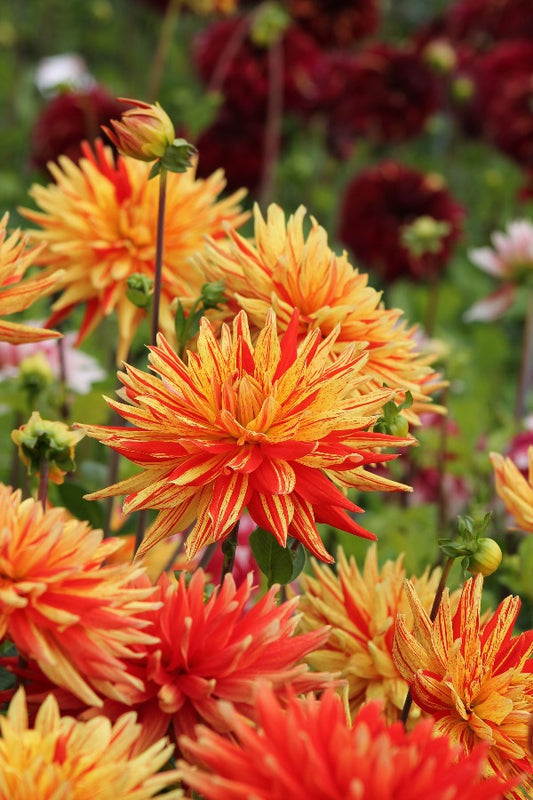 Dahlia Bodacious Jack the Grower
