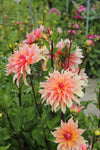 Dahlia Labyrinth Jack the Grower