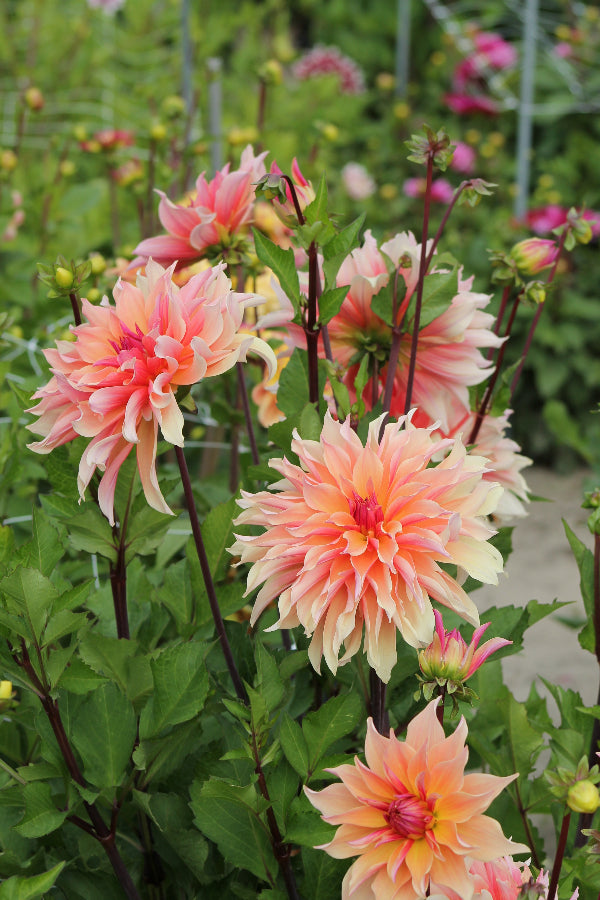 Dahlia Labyrinth Jack the Grower