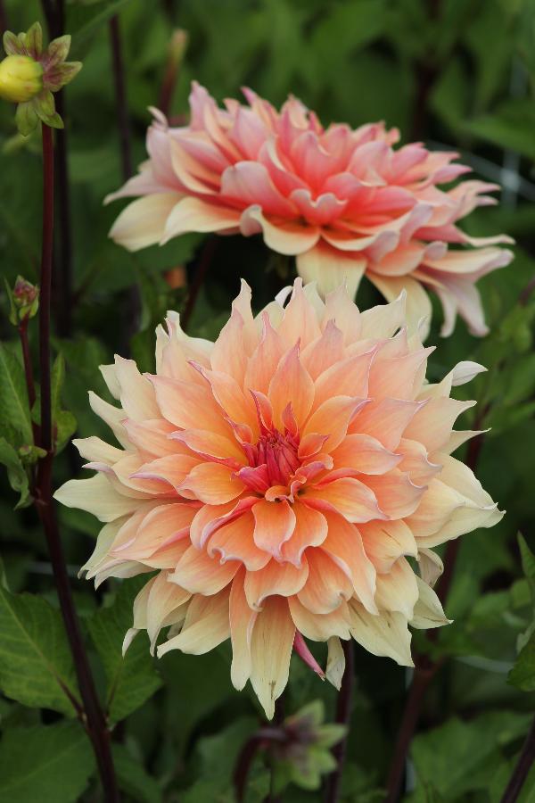 Dahlia Labyrinth