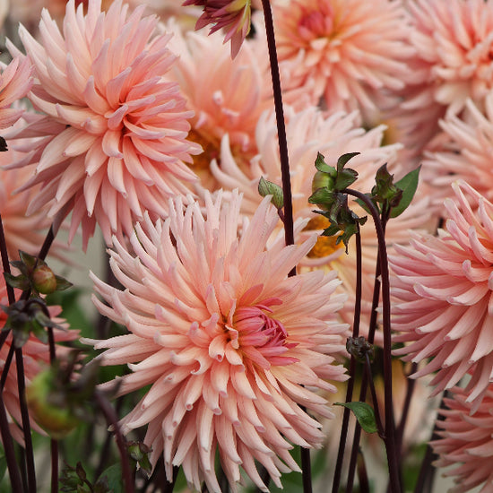 Dahlia Preference Jack the Grower