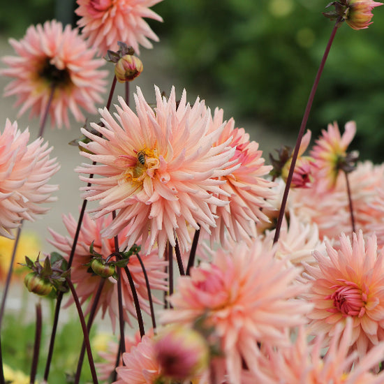Dahlia Preference Jack the Grower