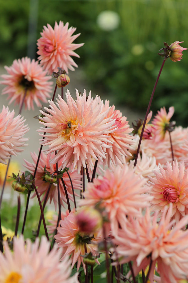 Dahlia Preference Jack the Grower