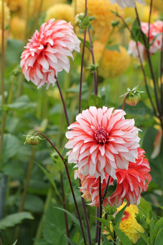 Dahlia Santa Claus Jack the Grower