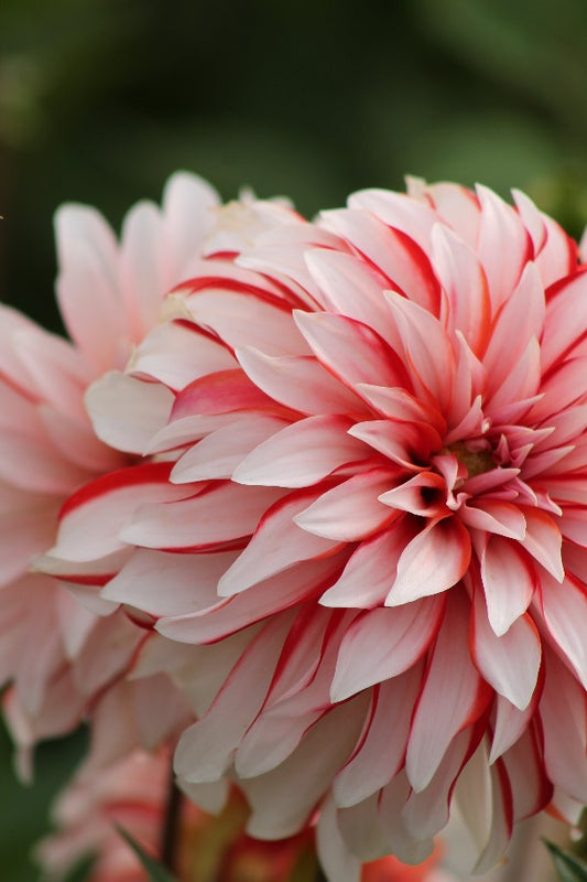 Dahlia Santa Claus Jack the Grower