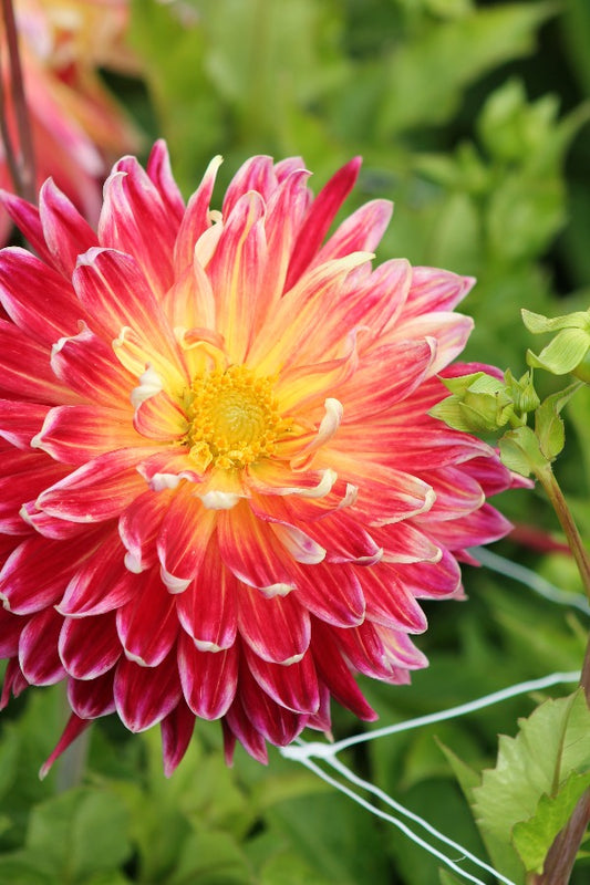 Dahlia Akita Jack the Grower