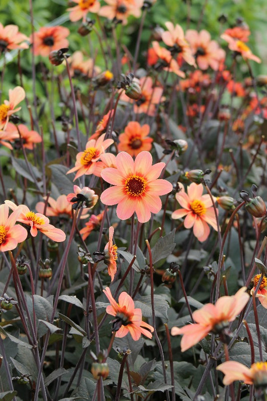 Dahlia First Love Jack the Grower