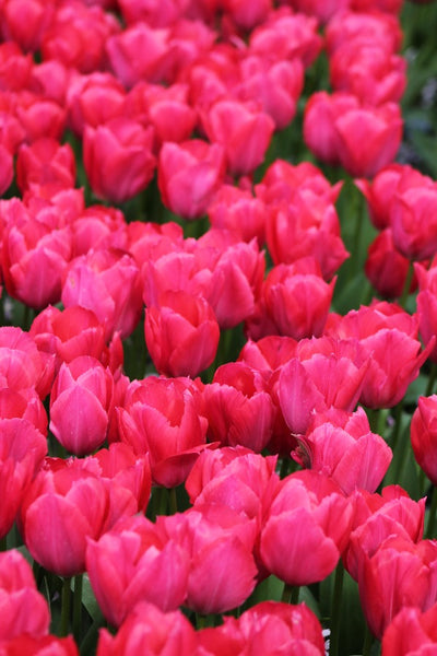 Tulipa Dame van Eyck Jack the Grower