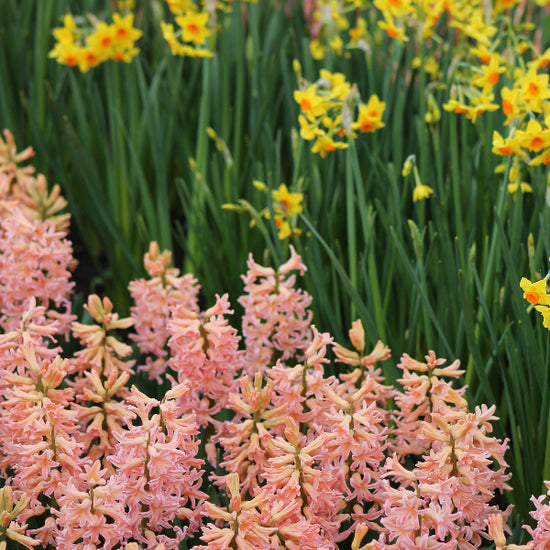 Hyacinthus Gipsy Queen Jack the Grower
