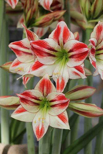 Amaryllis (Hippeastrum) Ambiance Jack the Grower